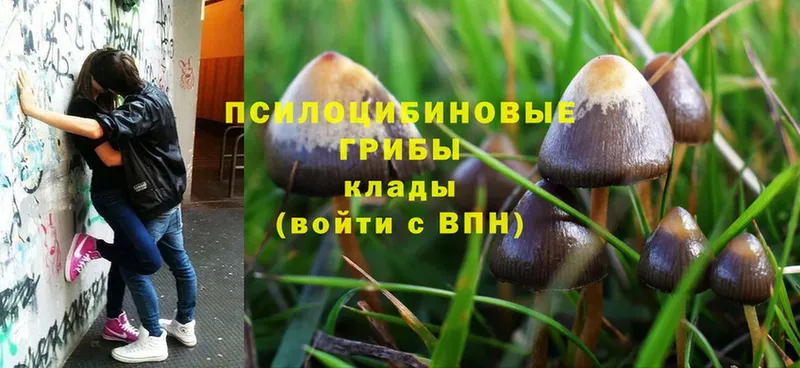 Псилоцибиновые грибы Psilocybine cubensis  Зея 